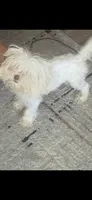 LOUIE, a male Havapoo for sale in Charlotte, NC – 1 of 1