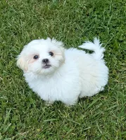 Sherpa, a female Shichon for sale in Frazeysburg, OH – 8 of 10