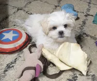 Sherpa, a female Shichon for sale in Frazeysburg, OH – 2 of 10