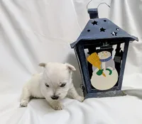 processed/c0036aec-4a9a-4e95-97d9-b937b0a341dc/listing/38ed107b-a96c-409e-a0ca-8e55a72f4eb0/5633a3d3-7883-46e2-8477-cfcd5fced2da