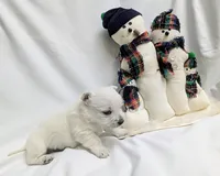 processed/c0036aec-4a9a-4e95-97d9-b937b0a341dc/listing/38ed107b-a96c-409e-a0ca-8e55a72f4eb0/a7f6c63b-1a37-4601-b225-adb270e3667f