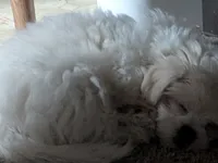 Sherpa, a female Shichon for sale in Frazeysburg, OH – 7 of 10