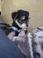 Mac, a male Morkie for sale in Frazeysburg, OH – Photo 4 of 10