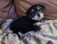 Mac, a male Morkie for sale in Frazeysburg, OH – Photo 6 of 10
