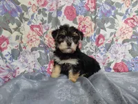 Mac, a male Morkie for sale in Frazeysburg, OH – Photo 10 of 10
