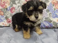 Mac, a male Morkie for sale in Frazeysburg, OH – Photo 2 of 10