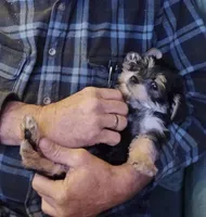 Mac, a male Morkie for sale in Frazeysburg, OH – Photo 5 of 10