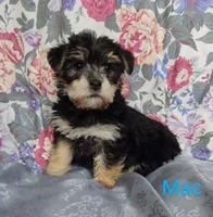 Mac, a male Morkie for sale in Frazeysburg, OH – Photo 1 of 10