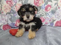 Mac, a male Morkie for sale in Frazeysburg, OH – Photo 3 of 10