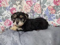 Mac, a male Morkie for sale in Frazeysburg, OH – Photo 7 of 10