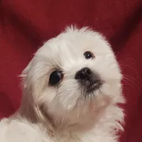 Olivia, a female Maltese and Shih Tzu for sale in Frazeysburg, OH – Photo 4 of 10