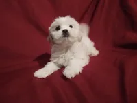 Olivia, a female Maltese and Shih Tzu for sale in Frazeysburg, OH – Photo 2 of 10