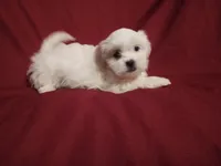 Olivia, a female Maltese and Shih Tzu for sale in Frazeysburg, OH – Photo 6 of 10