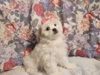 Olivia, a female Maltese and Shih Tzu for sale in Frazeysburg, OH – Photo 7 of 10