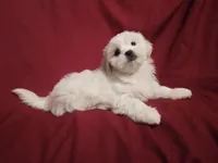 Olivia, a female Maltese and Shih Tzu for sale in Frazeysburg, OH – Photo 8 of 10