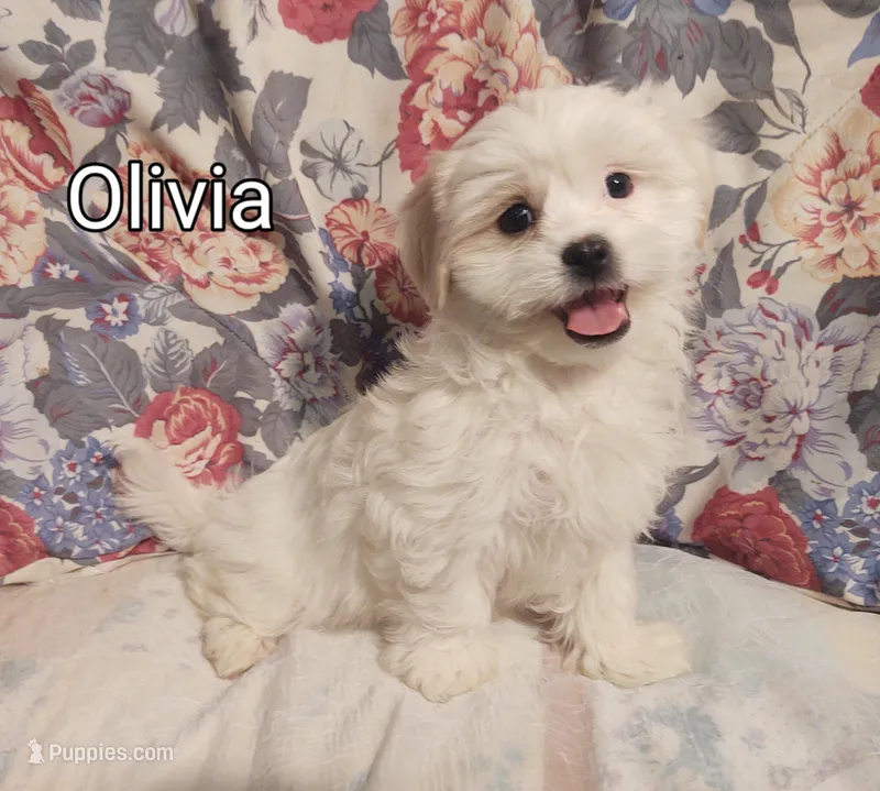 Olivia, a female Maltese and Shih Tzu for sale in Frazeysburg, OH – Photo 1 of 10
