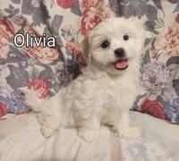 Olivia, a female Maltese and Shih Tzu for sale in Frazeysburg, OH – Photo 1 of 10