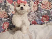 Olivia, a female Maltese and Shih Tzu for sale in Frazeysburg, OH – Photo 3 of 10