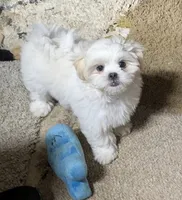 Sherpa, a female Shichon for sale in Frazeysburg, OH – 3 of 10