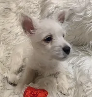 Emmie , a female West Highland White Terrier for sale in Frazeysburg, OH – Photo 3 of 10