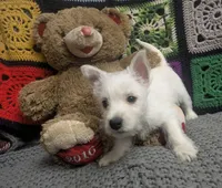 Emmie , a female West Highland White Terrier for sale in Frazeysburg, OH – Photo 7 of 10