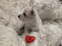 Emmie , a female West Highland White Terrier for sale in Frazeysburg, OH – Photo 8 of 10