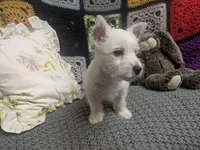 Emmie , a female West Highland White Terrier for sale in Frazeysburg, OH – Photo 9 of 10