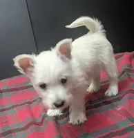 Emmie , a female West Highland White Terrier for sale in Frazeysburg, OH – Photo 1 of 10