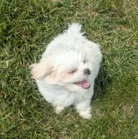 Sherpa, a female Shichon for sale in Frazeysburg, OH – 9 of 10