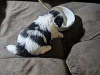 Shadows , a female Mal Shi for sale in Frazeysburg, OH – Photo 5 of 7