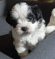 Shadows , a female Mal Shi for sale in Frazeysburg, OH – Photo 6 of 7