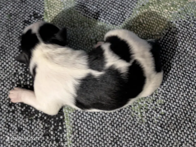 Shadows  – Mal Shi puppy for sale in Frazeysburg, OH