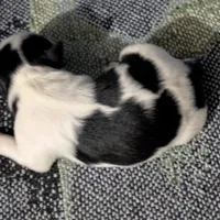 Shadows , a female Mal Shi for sale in Frazeysburg, OH – Photo 1 of 7