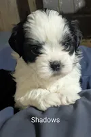 Shadows , a female Mal Shi for sale in Frazeysburg, OH – Photo 7 of 7