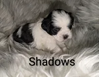 Shadows , a female Mal Shi for sale in Frazeysburg, OH – Photo 2 of 7