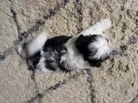 Shadows , a female Shichon for sale in Frazeysburg, OH – Photo 6 of 8