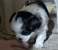 Shadows , a female Mal Shi for sale in Frazeysburg, OH – Photo 4 of 7