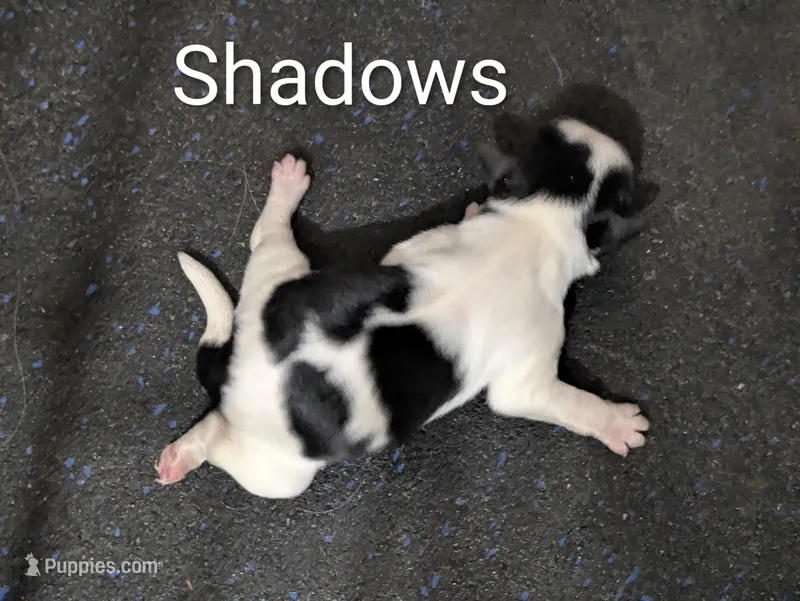 Shadows , a female Bichon Frise for sale in Frazeysburg, OH – Photo 1 of 1