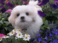Sherpa, a female Shichon for sale in Frazeysburg, OH – 1 of 10