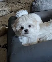 Sherpa, a female Shichon for sale in Frazeysburg, OH – 5 of 10