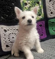 Cora, a female puppy for sale in Frazeysburg, OH – Photo 4 of 10