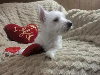 Cora, a female puppy for sale in Frazeysburg, OH – Photo 10 of 10