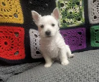 Cora, a female puppy for sale in Frazeysburg, OH – Photo 7 of 10