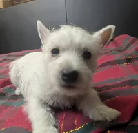 Cora, a female puppy for sale in Frazeysburg, OH – Photo 2 of 10