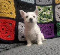 Cora, a female puppy for sale in Frazeysburg, OH – Photo 8 of 10