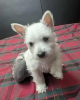 Cora, a female puppy for sale in Frazeysburg, OH – Photo 3 of 10