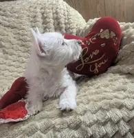 Cora, a female puppy for sale in Frazeysburg, OH – Photo 6 of 10