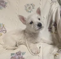 Cora, a female puppy for sale in Frazeysburg, OH – Photo 9 of 10