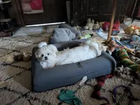Sherpa, a female Shichon for sale in Frazeysburg, OH – 6 of 10