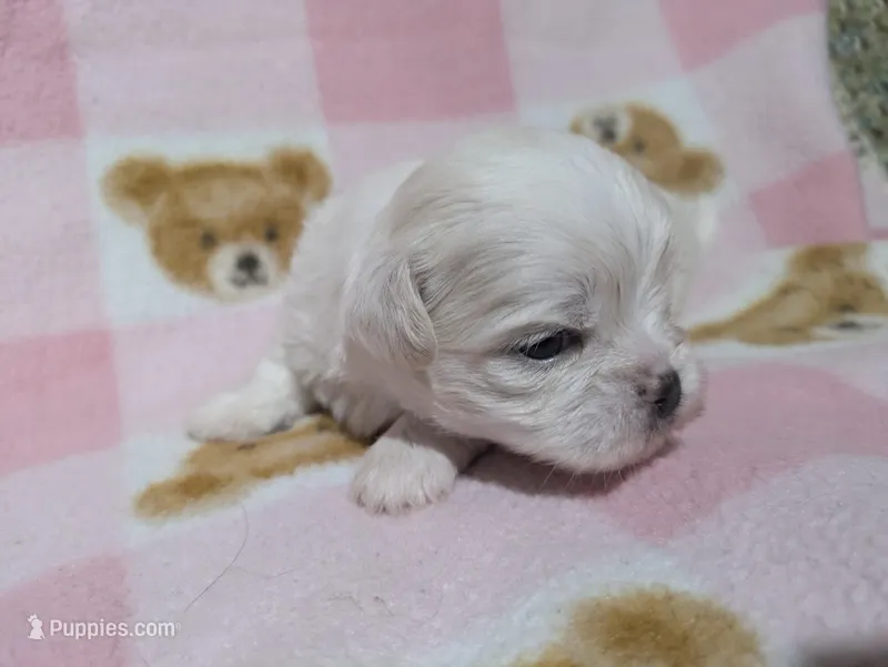 Sherpa – Mal Shi puppy for sale in Frazeysburg, OH